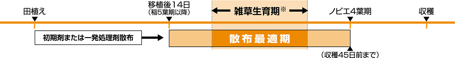 移植水稲