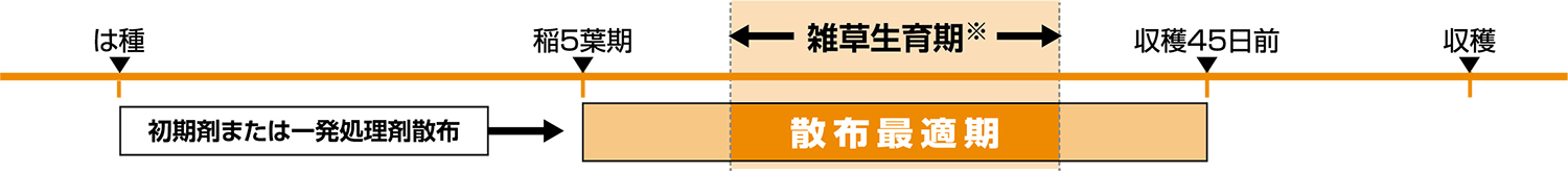 直播水稲