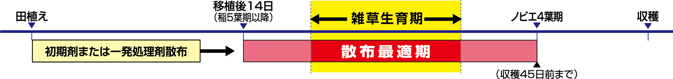 移植水稲