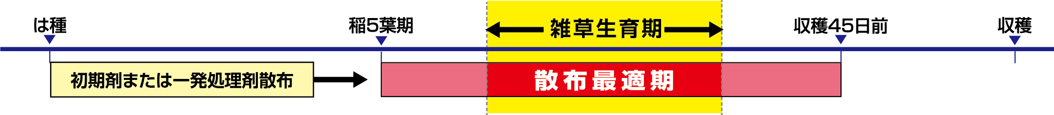直播水稲