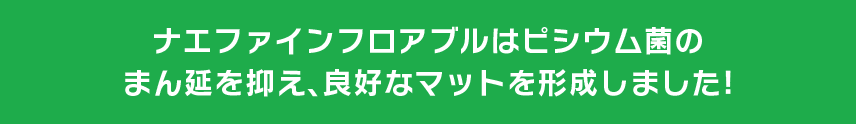 ナエファインフロアブルはピシウム菌のまん延を抑え、良好なマットを形成しました!