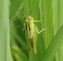 イナゴに対する効果