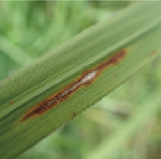 いもち病