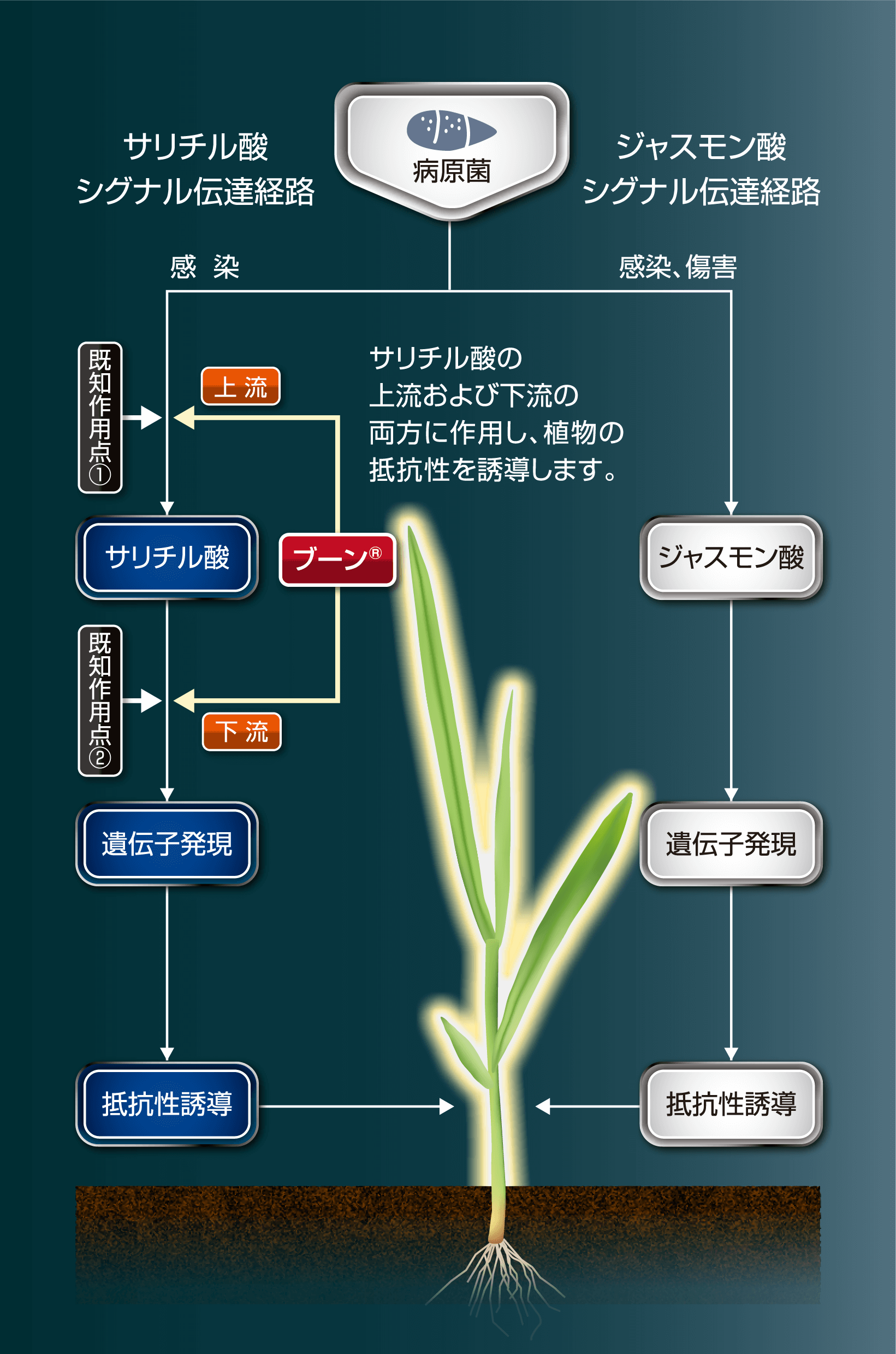 伝達経路図