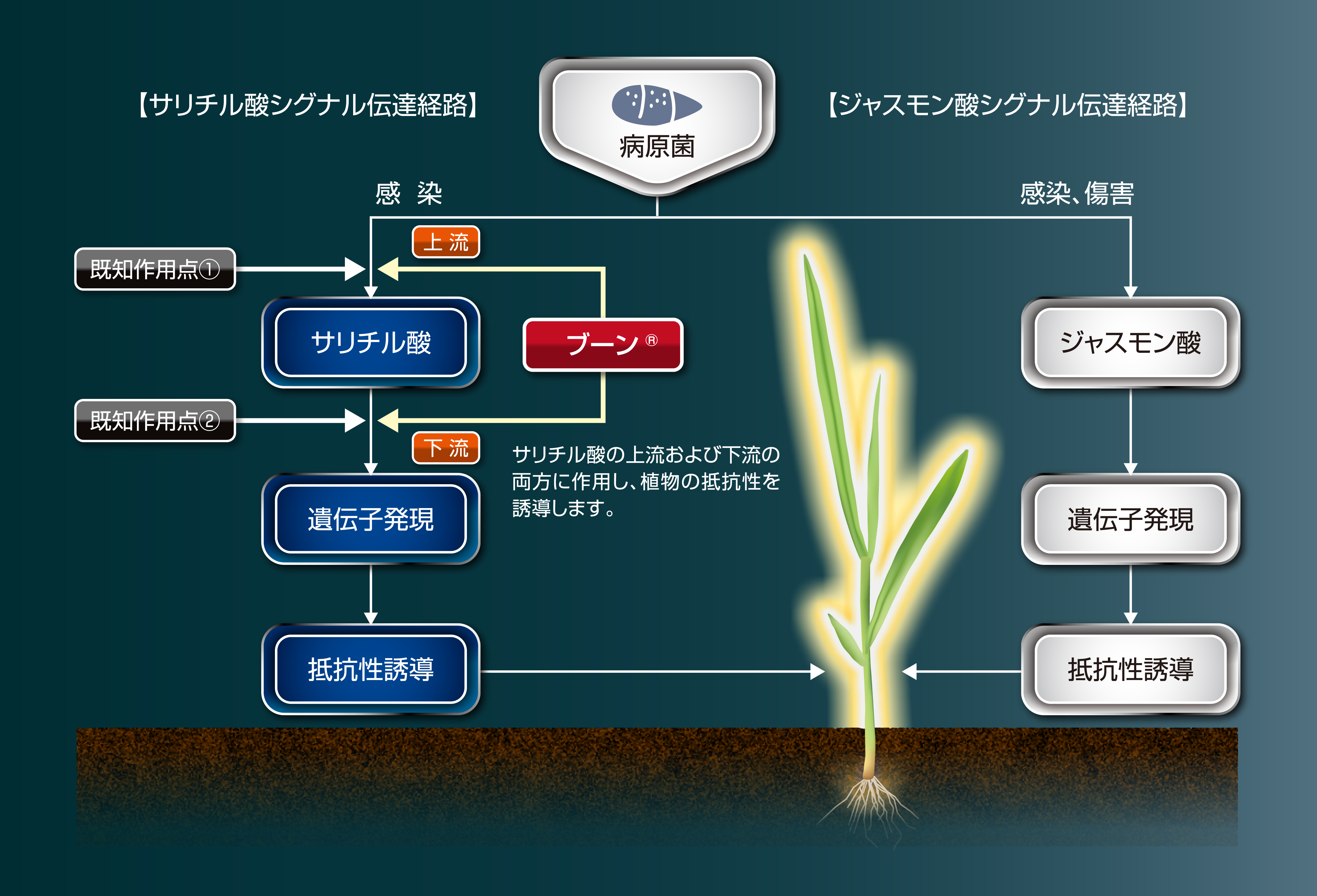 伝達経路図