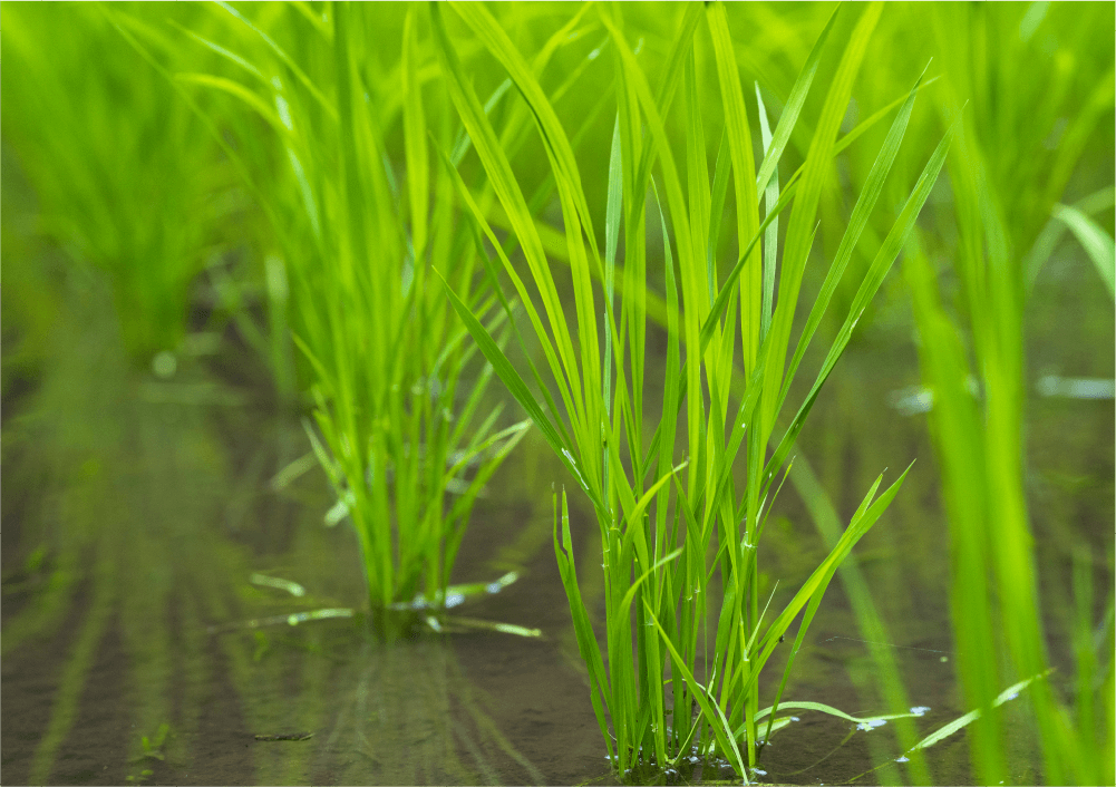 本田移植後の水稲