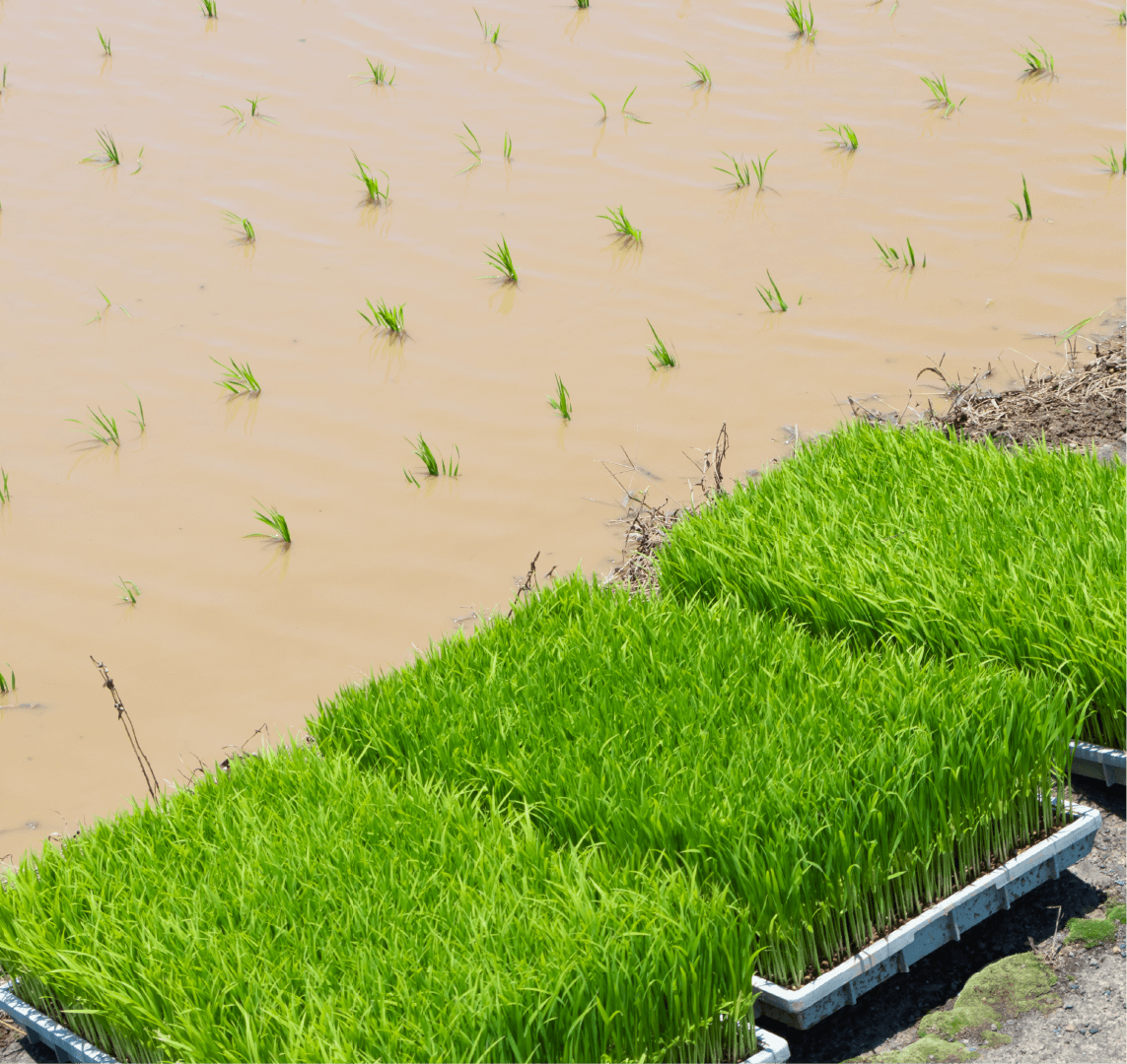 移植当日