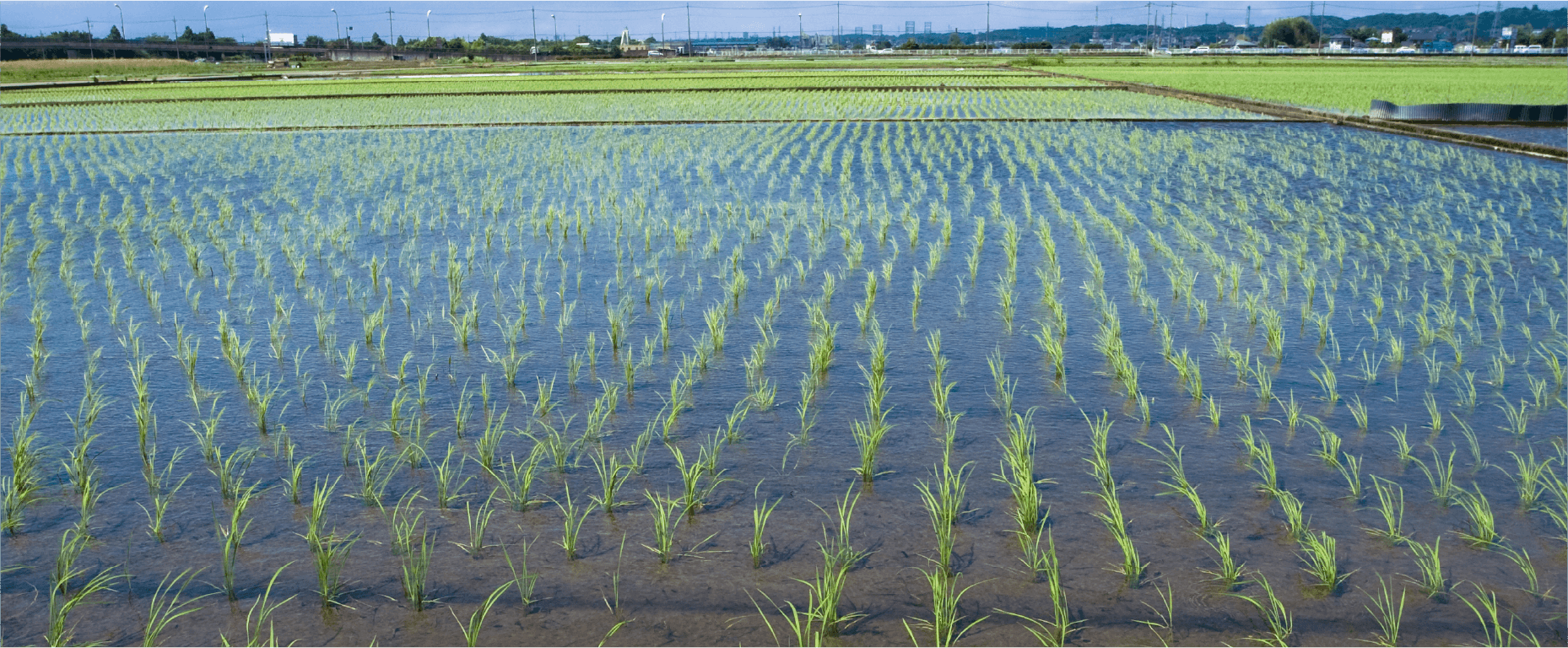 いもち病の発生要因