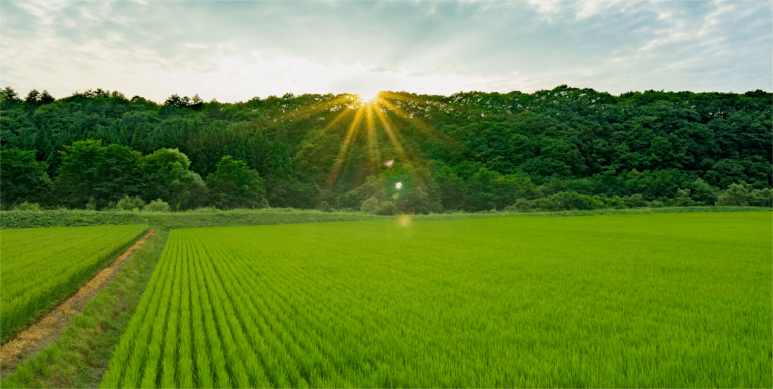 いもち病を出さないためにどうするか?