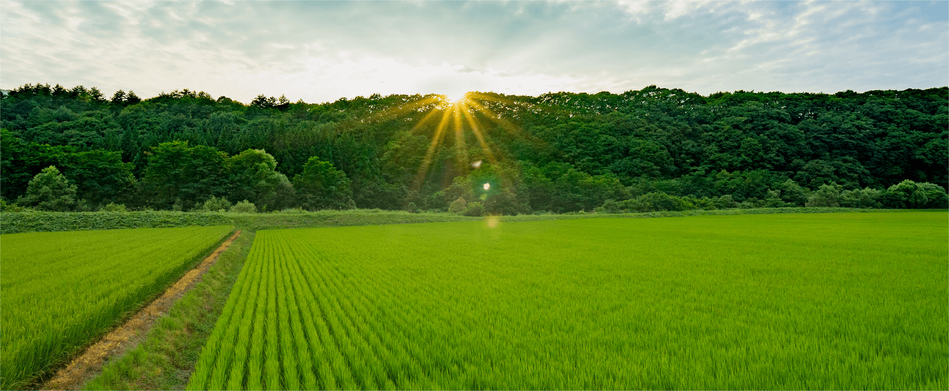 いもち病を出さないためにどうするか?