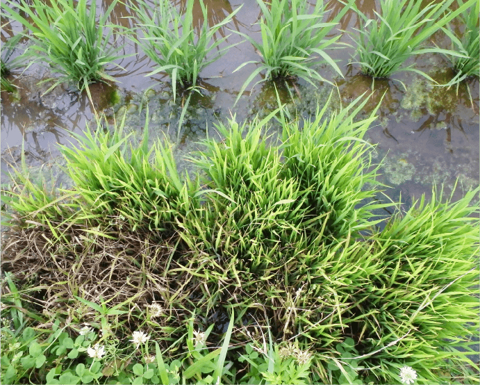 補植用余り苗に発生したいもち病