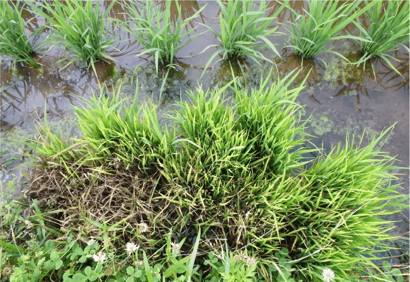 補植用余り苗に発生したいもち病