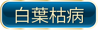 白葉枯病