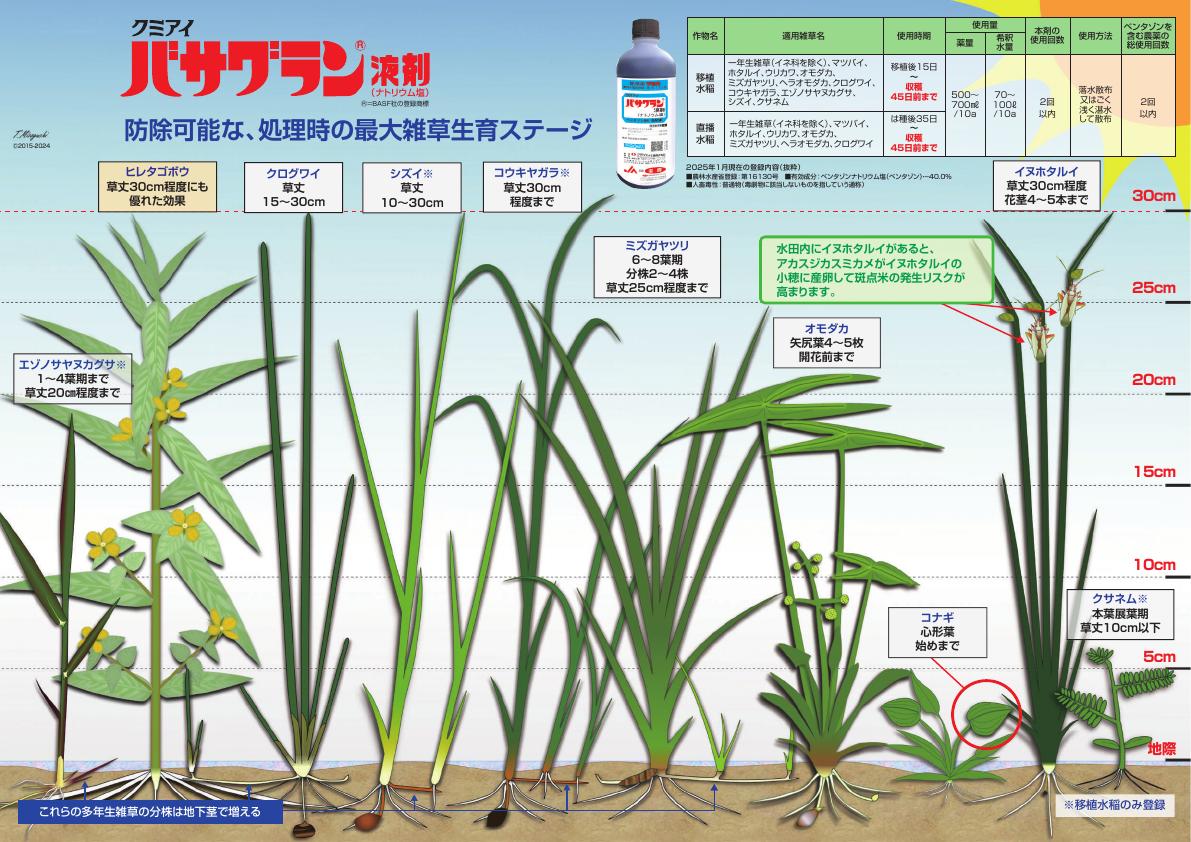 バサグラン剤A3チラシ　2496（25-5）