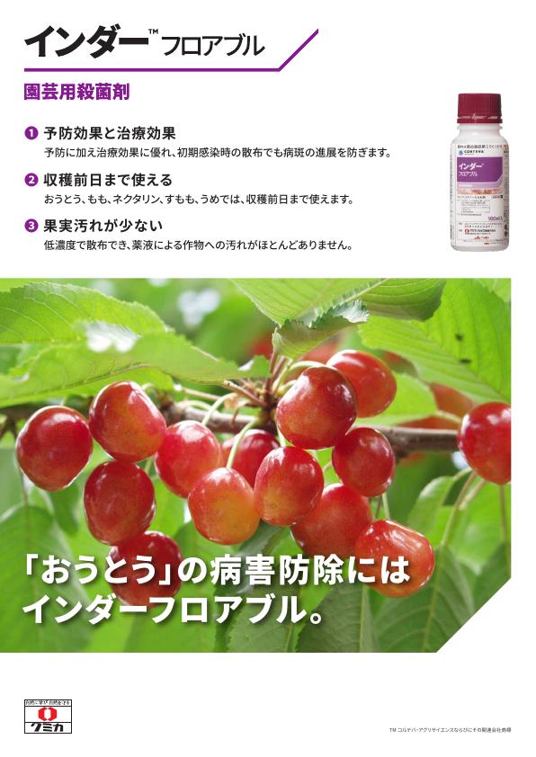 インダーフロアブルおうとう版チラシ　2520（25-7）