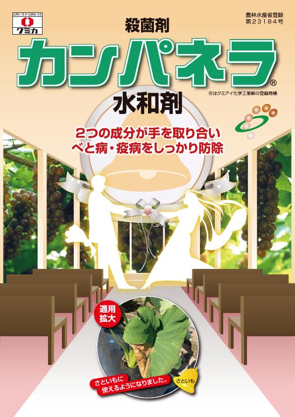 カンパネラチラシ　2436（24-10）