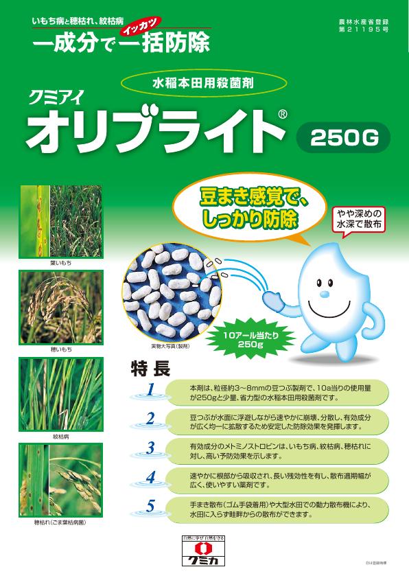 オリブライト豆つぶ250チラシ　2608（26-7）