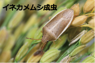 イネカメムシ成虫