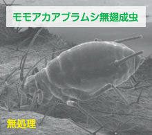 モモアカアブラムシ無翅成虫 無処理