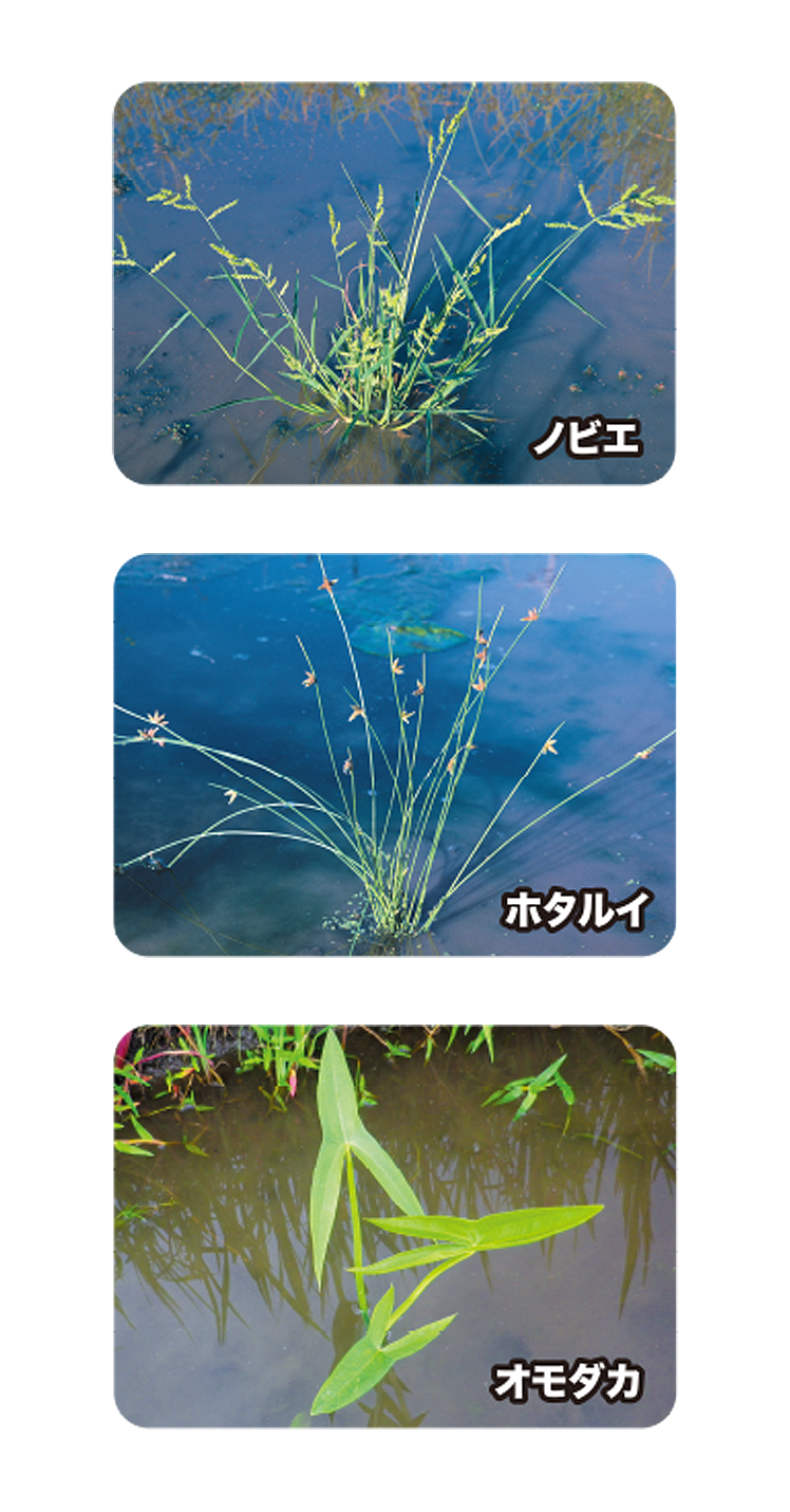 エンペラー 水稲用 初 中期一発処理除草剤 新規成分エフィーダ 配合 エンペラー 水稲用 初 中期一発処理除草剤 新規成分エフィーダ 配合