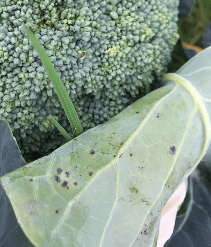 花蕾および葉での黒点症状