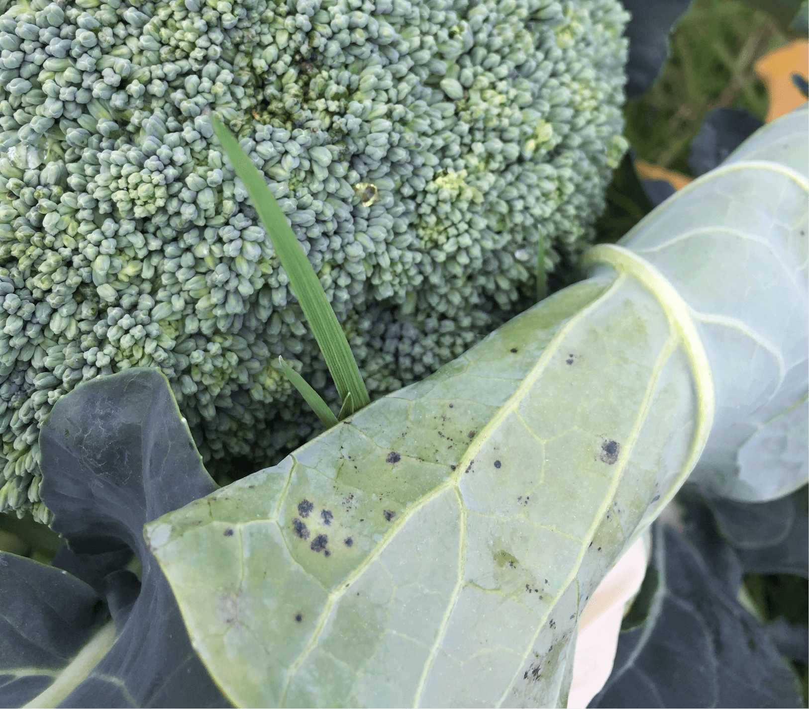 花蕾および葉での黒点症状