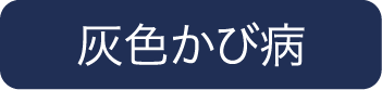 灰色かび病