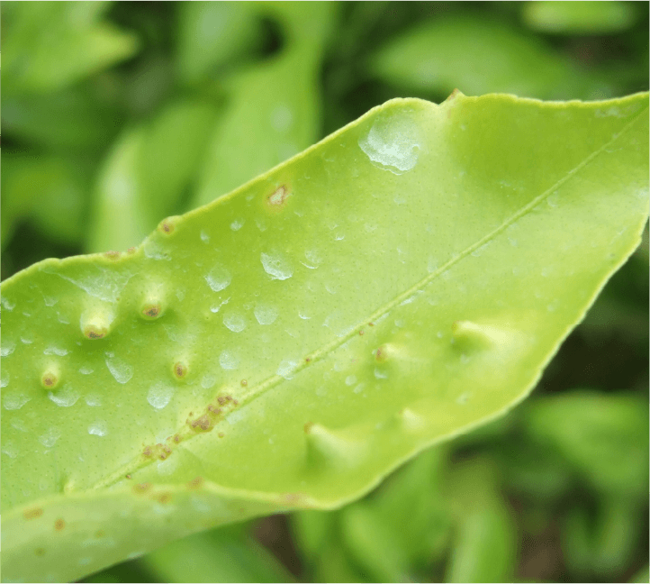 春葉のいぼ型病斑とそうか型病斑