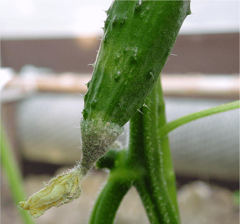 果実先端の菌叢