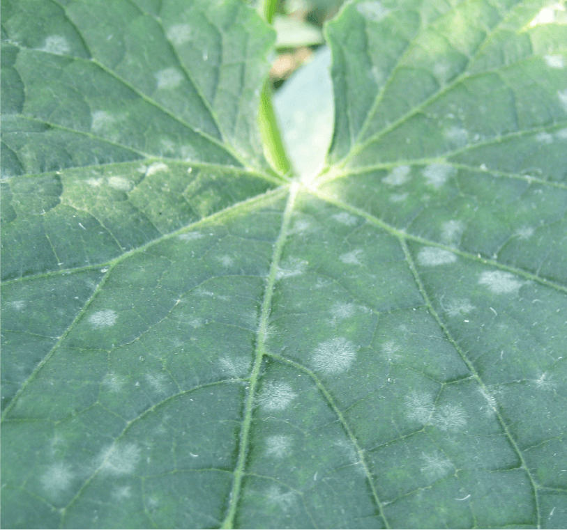 葉の初発病斑