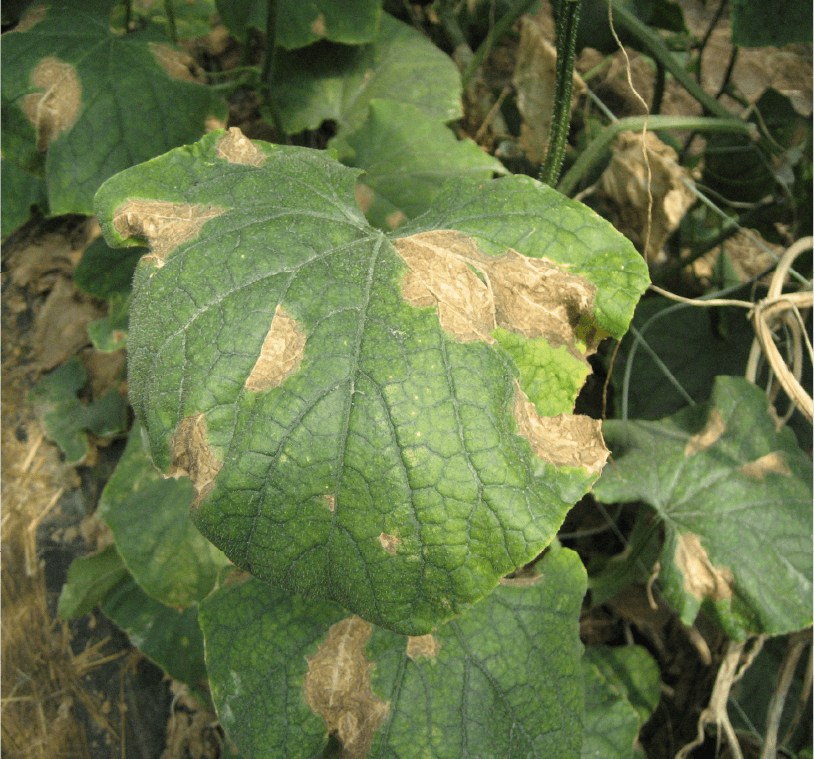 葉の大型病斑