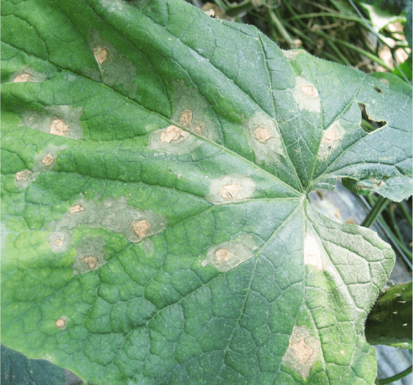 葉の中型病斑
