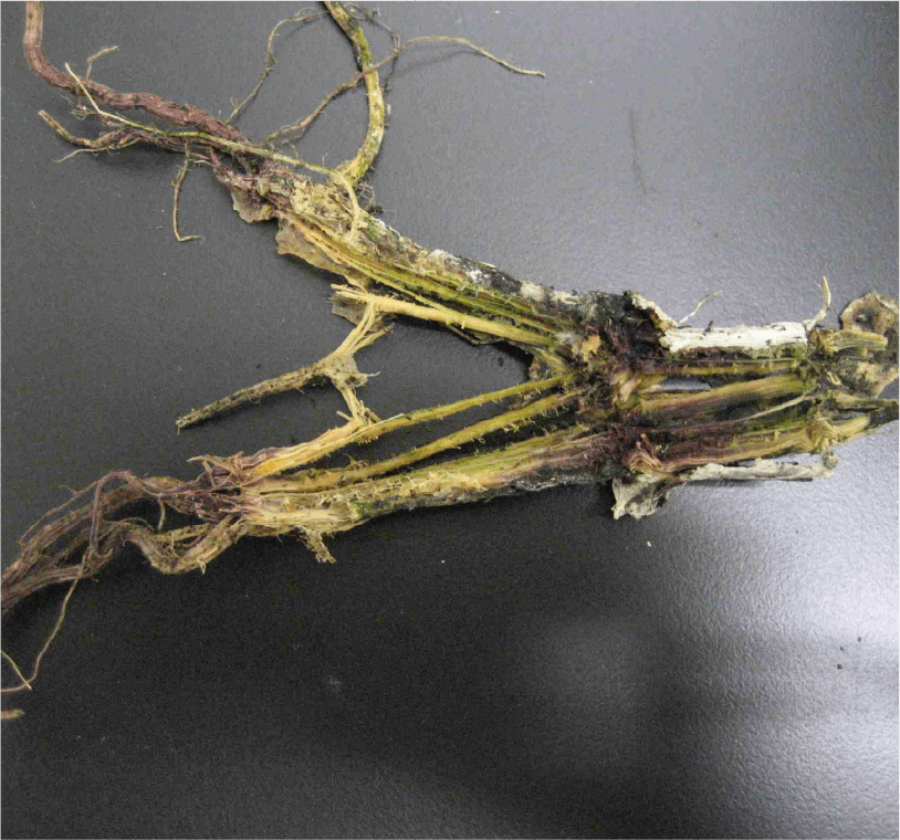 カボチャ台木に感染する系統による被害