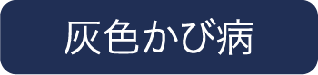 灰色かび病