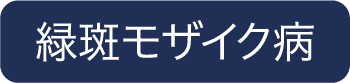 緑斑モザイク病