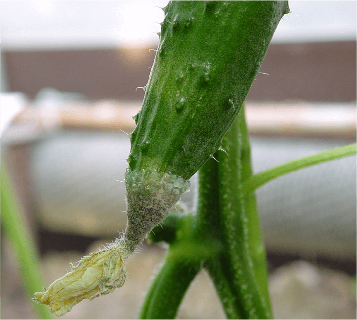 果実先端の菌叢