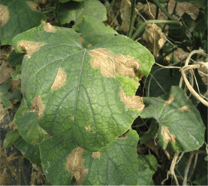 葉の大型病斑