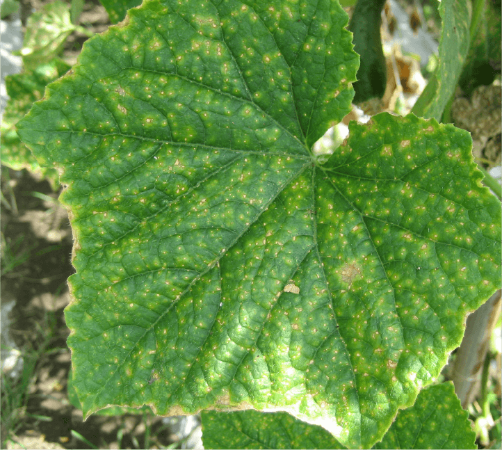 葉の小型病斑