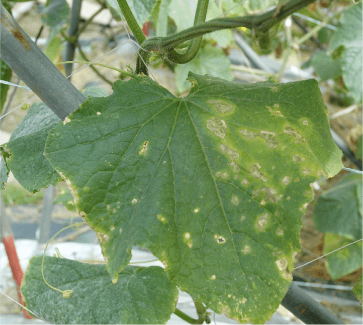 病斑部の中心が破れる葉の症状