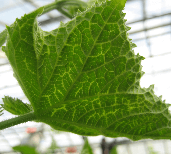 葉脈上に発生したえそ症状