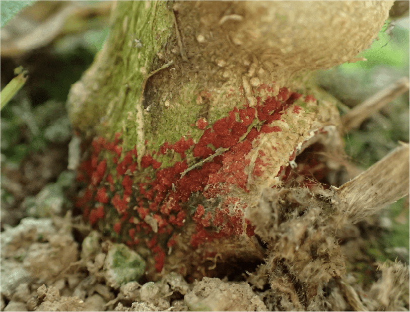 茎の地際部