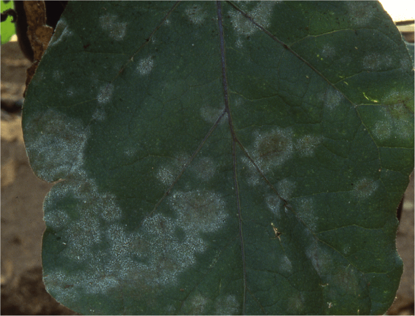葉の発生した病斑