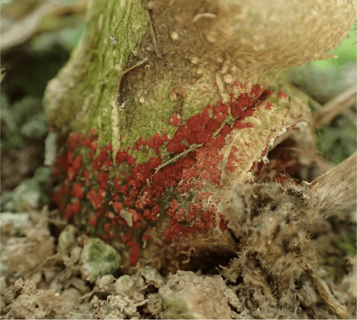 茎の地際部