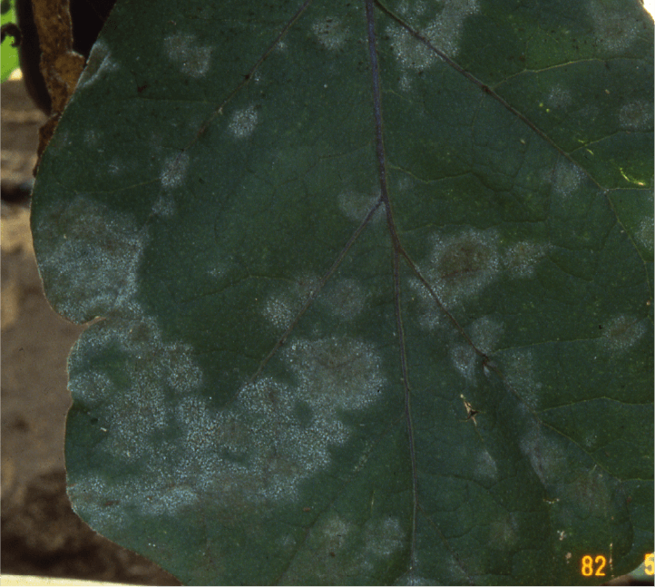葉の発生した病斑