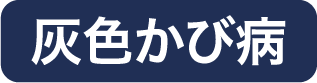 灰色かび病