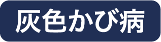 灰色かび病