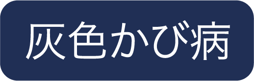 灰色かび病