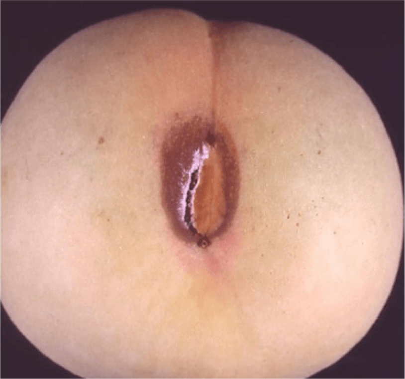 果実の初期病斑