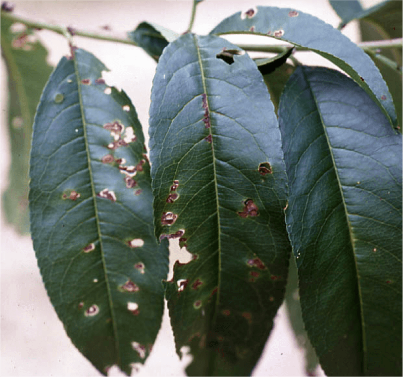 葉の後期病斑