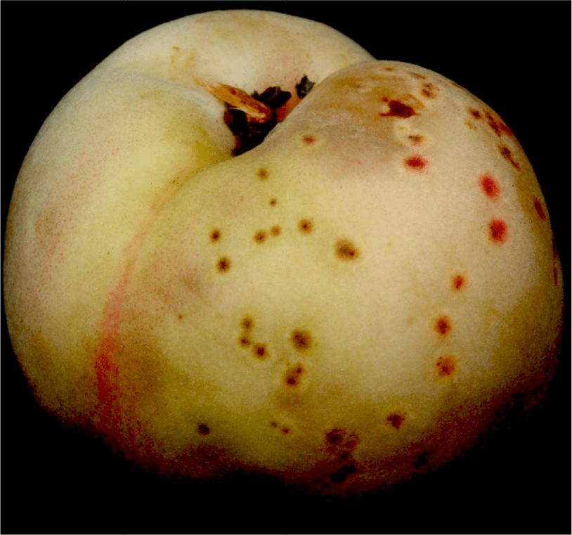 成熟果の病斑（井上原図）